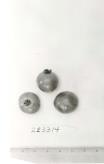 Click for 1 image(s) for this accession. FRUIT